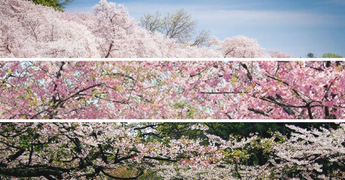 Forget About Japan, Check Out These 5 Popular Spots Which Can Give You An Equally Magical Spring Experience!