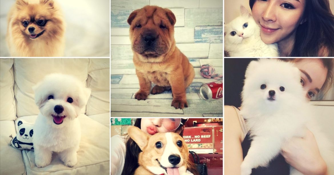 Here Are 6 Adorable Instagram Furkids Who Are As Femes As Their Owners!