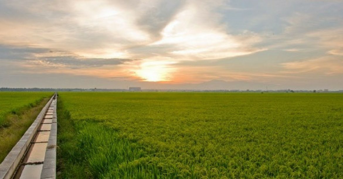 Seasons Of Sekinchan – A Quick Guide To One Of Malaysian’s Favourite Local Travel Destination