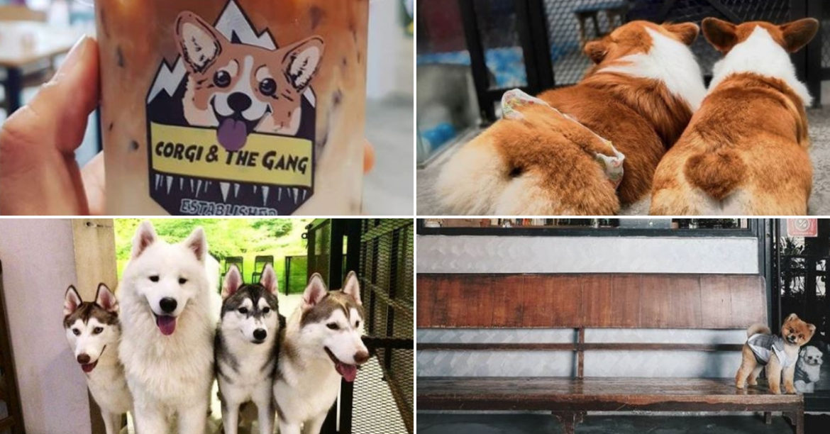 5 Pets Café To Check Out In Penang