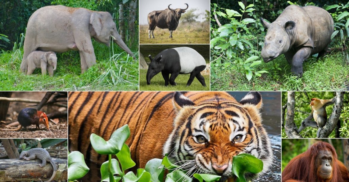 9 Endangered Animals In Malaysia Which Will Cease To Exist Without Your Attention And Help