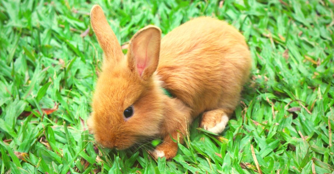 5 Insta Famous Bunnies That Have More Followers Than Most Of Us