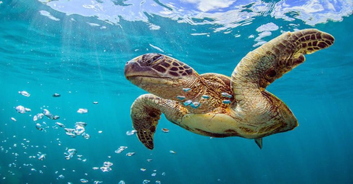 8 Places In Malaysia Where You Can Enjoy Turtle Watching