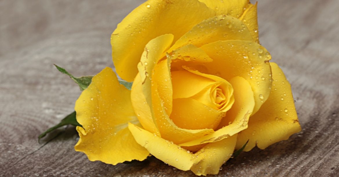 Why Do People Eat Yellow Curry Rice On Yellow And Rose Valentine’s Day?