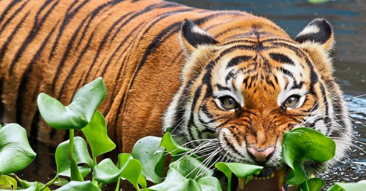 11 Fun Facts About The Malayan Tiger Sevenpie Com Because Everyone Has A Story To Tell