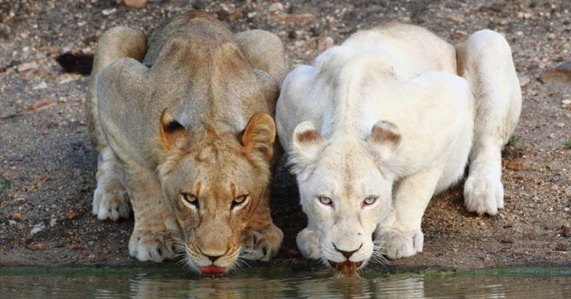 South African Rhino Poachers Got More Than They Bargained For