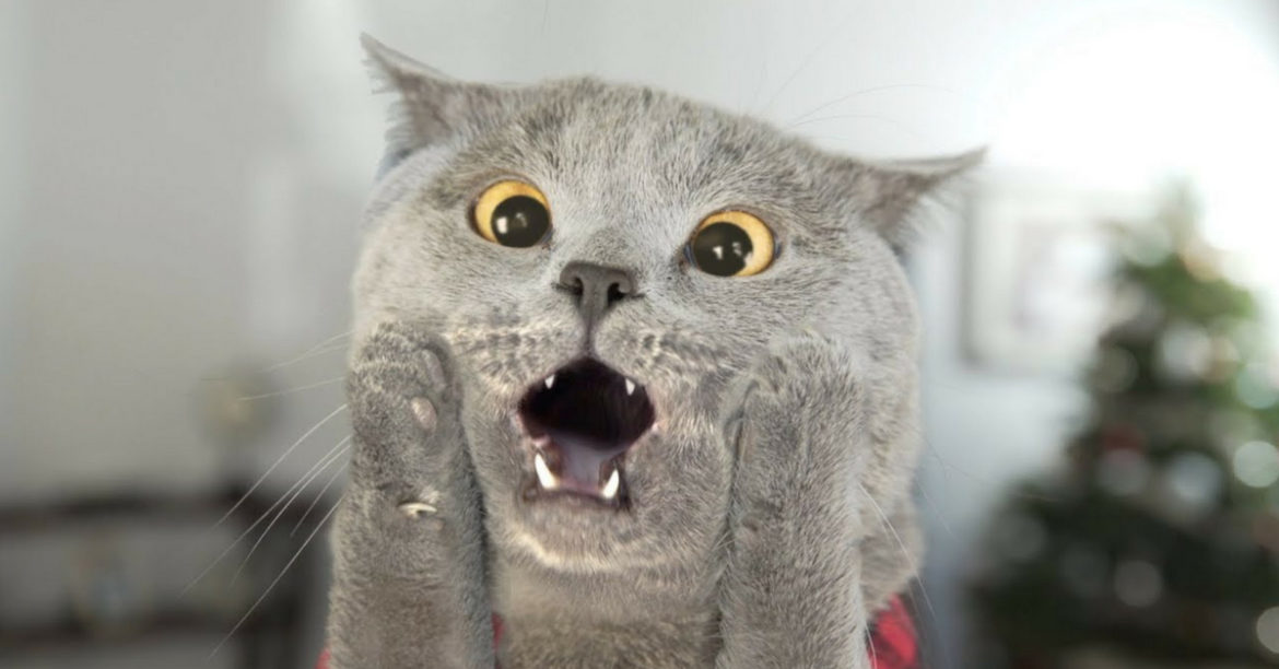 Cat Parasite Could Change Your Personality. Say What?