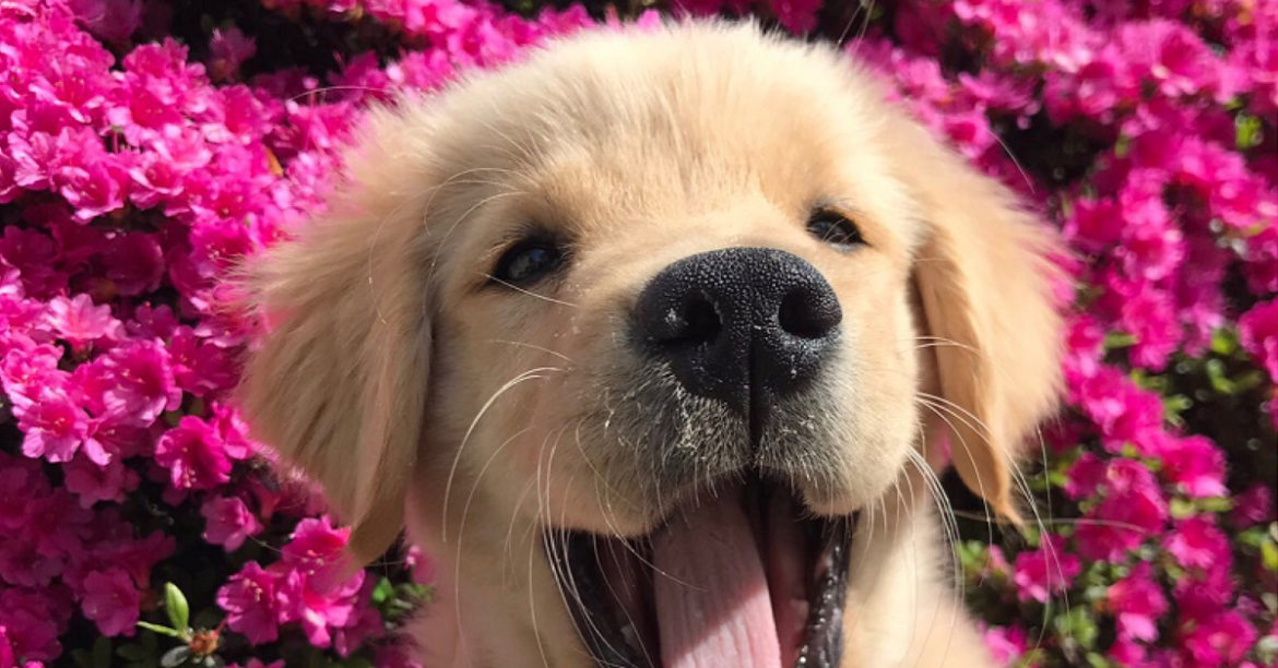 Finding For A Soulmate? Here Are 5 Reasons Why Dogs Are Better Soulmates Than Men