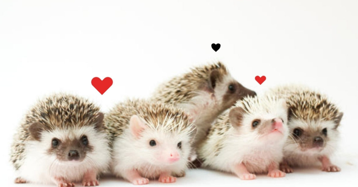 7 Things You Must Know Before Owning Hedgehog As Pets