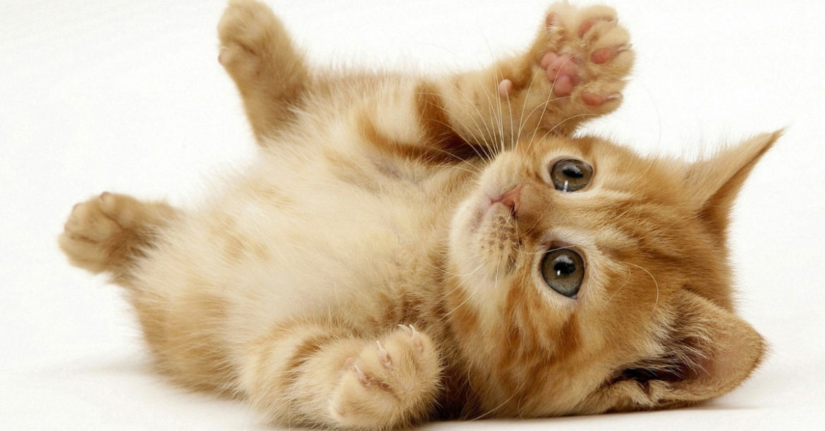 6 Meowsome Reasons Why Having A Pet Cat Is The Best