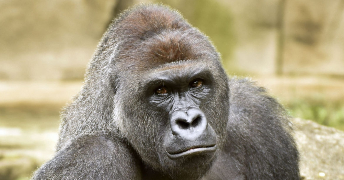 2 Years On, Here’s The Truth About The Killing Of Harambe The Gorilla