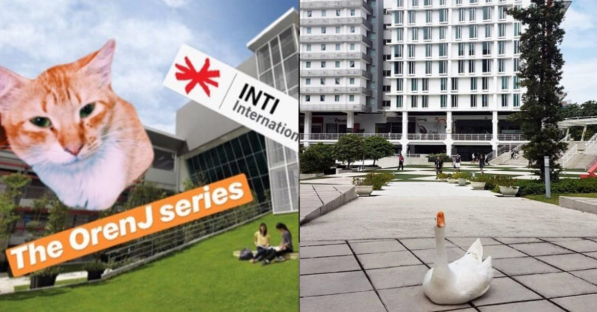 These 2 University Pets Are Probably More Famous Than You And I