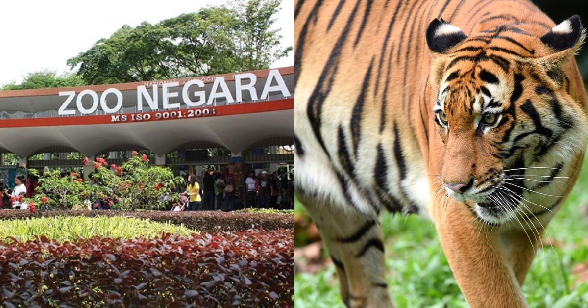 Zoo Negara Needs More Visitors, Here’s The Sad Reason Why! – SevenPie