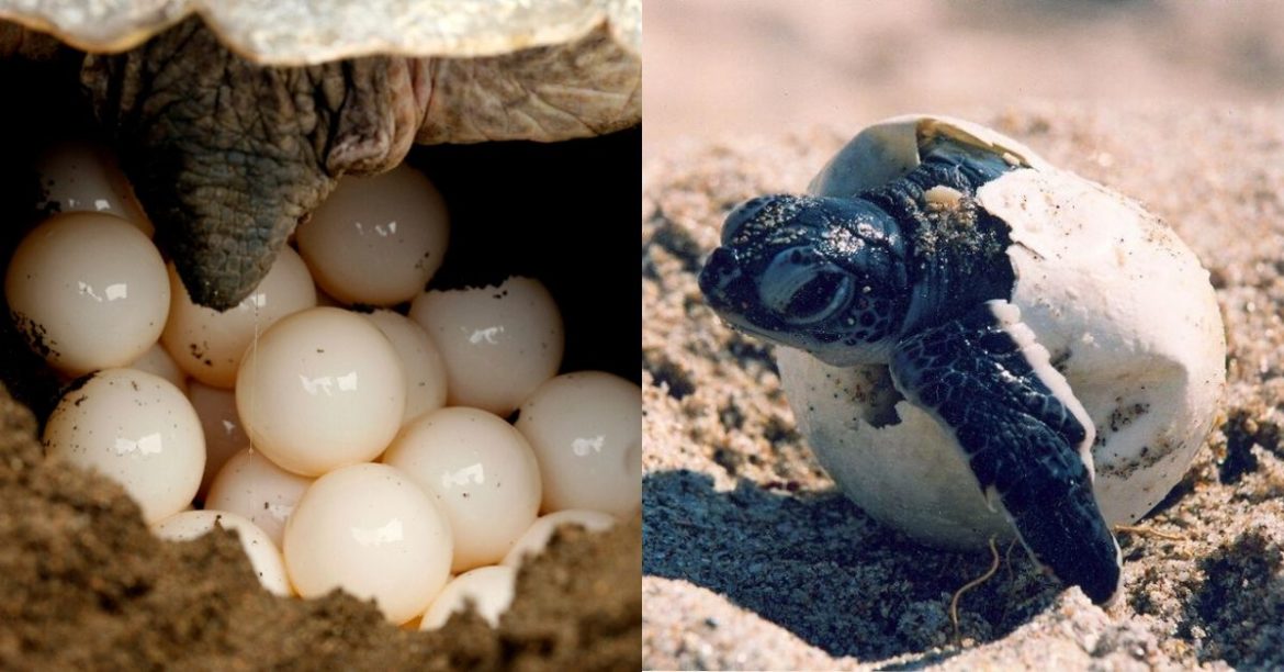 Terengganu Government Plans To Ban The Sales Of All Turtle Eggs In Protecting Wildlife And Environment