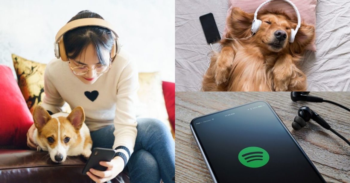 It’s Time To Immerse Yourself Into The Chill Moment With Your Furry Friends By Using Spotify’s Brand New Music Platform Just For Pets!