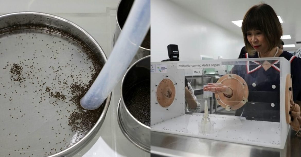Singapore Is Planning Its Counterattack On The Dengue Cases By Producing Its Own Mosquitoes!