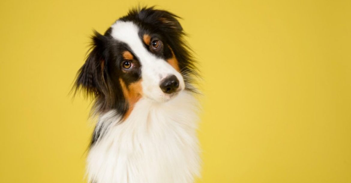 8 Mind-Blowing Facts About Your Four-Legged Furry Friend That You Did Not Know!