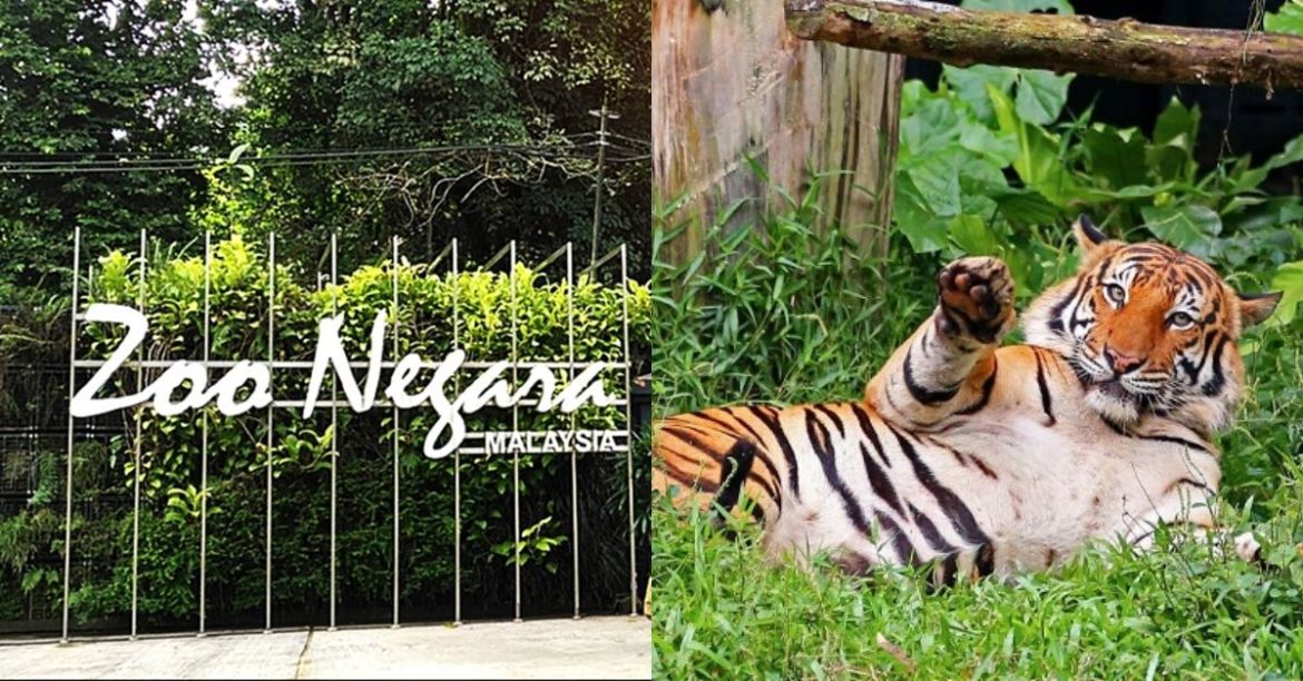 Adopt An Animal! Zoo Negara Needs Urgent Donations Due To Coronavirus!