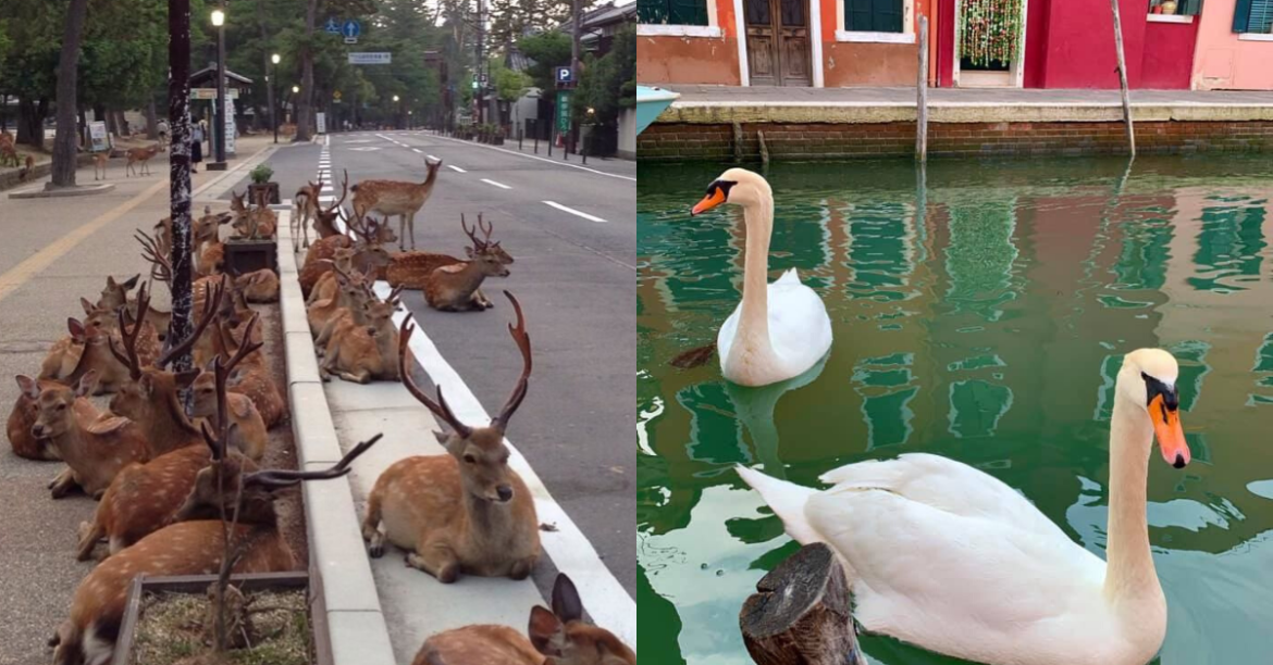 Wild Animals Are Roaming The Streets Now That Humans Are Confined To Their Homes