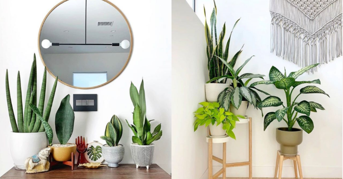 Easy To Care For Houseplants That You Can Use To Liven Up Your House