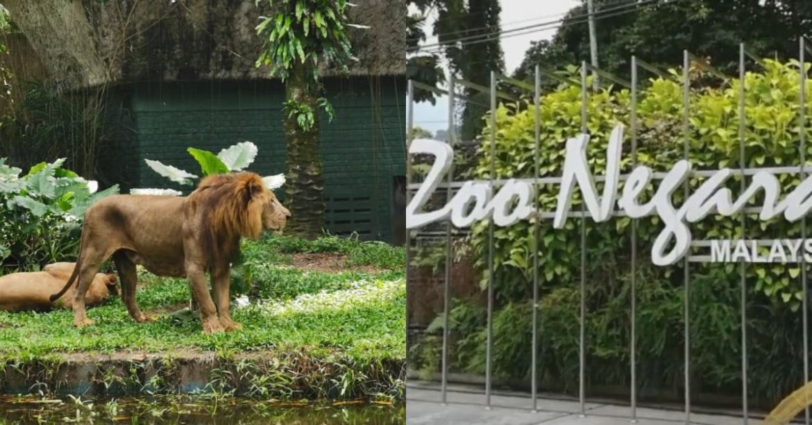 Zoo Negara Claims Skinny Lion Is Not Eating Well Because Of Diet Change From Meat To Chicken