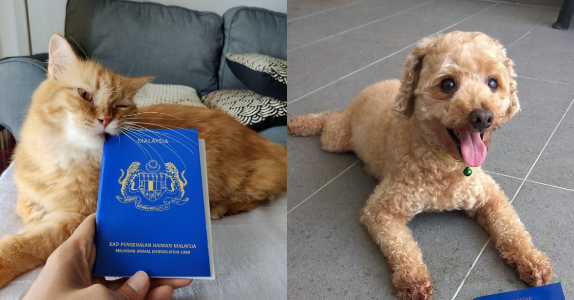 Your Pets Can Own Their Very Own Passport, And Here’s How!