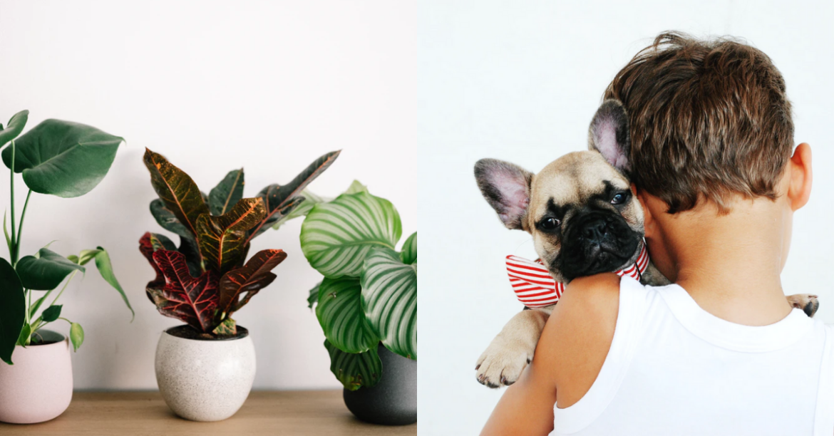 5 Easy House Plants That Are Safe for Pets & Kids