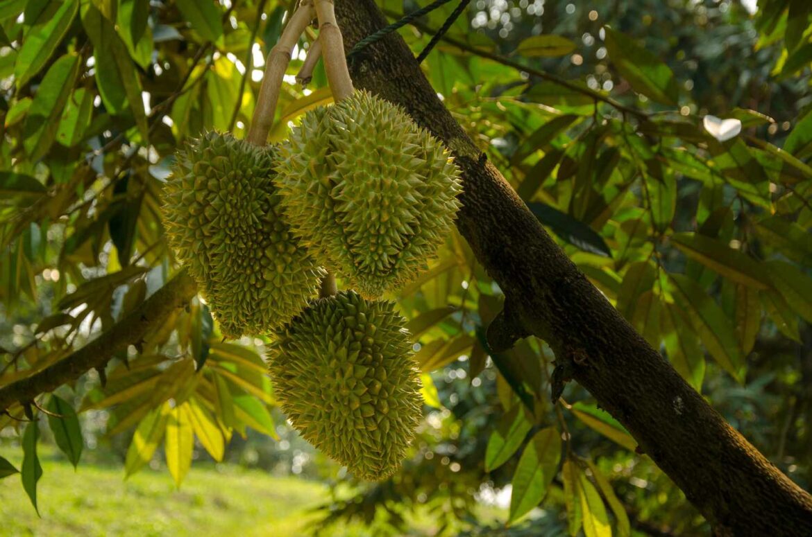 6 BENEFITS OF DURIAN