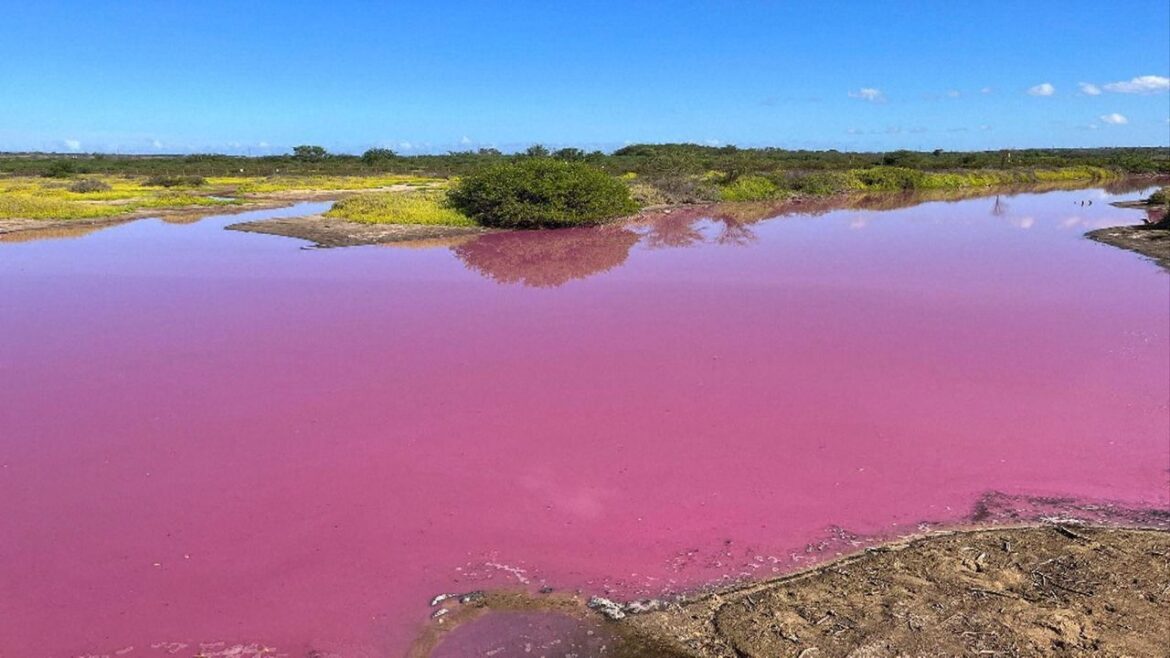POND IN HAWAII TURNS PINK!