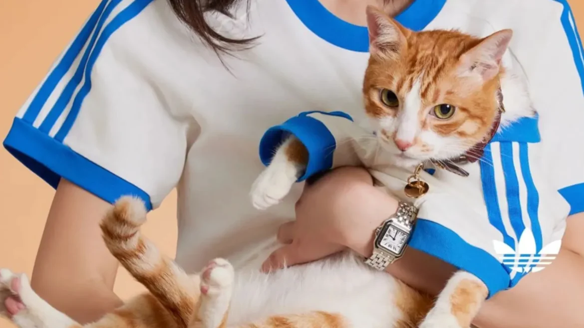 Adidas Turns Streetwear Into Petwear With Its Viral Pets Collection